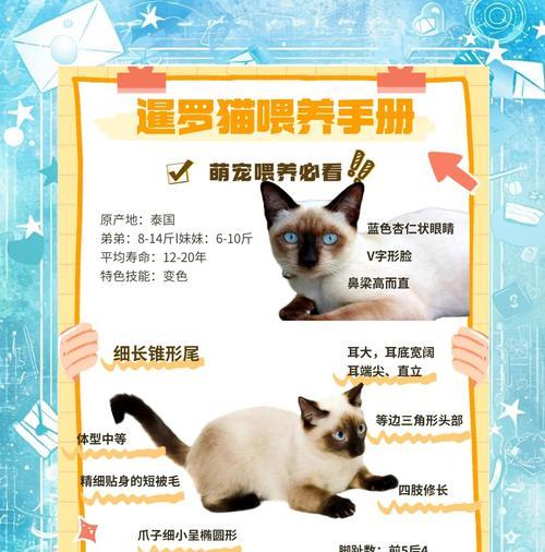 三月暹罗猫不进食猫粮的解决方法是什么？