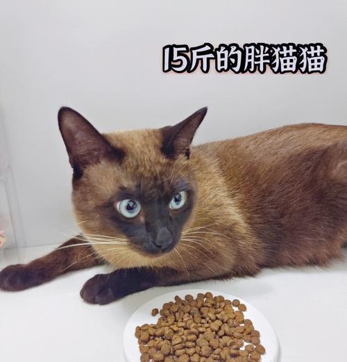 三月暹罗猫不进食猫粮的解决方法是什么？