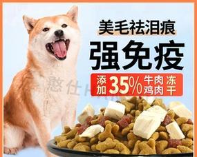 两个半月柴犬的日常狗粮量是多少？