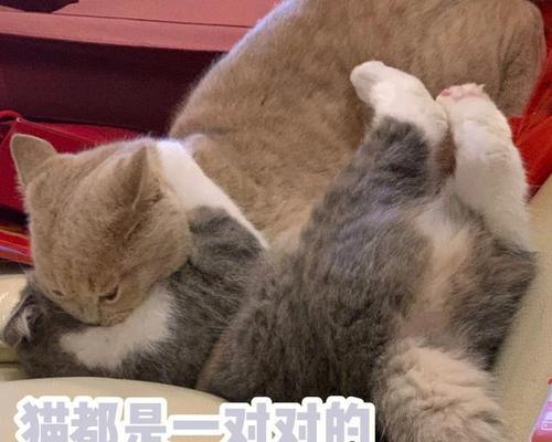 猫更适合养家禽还是家畜？