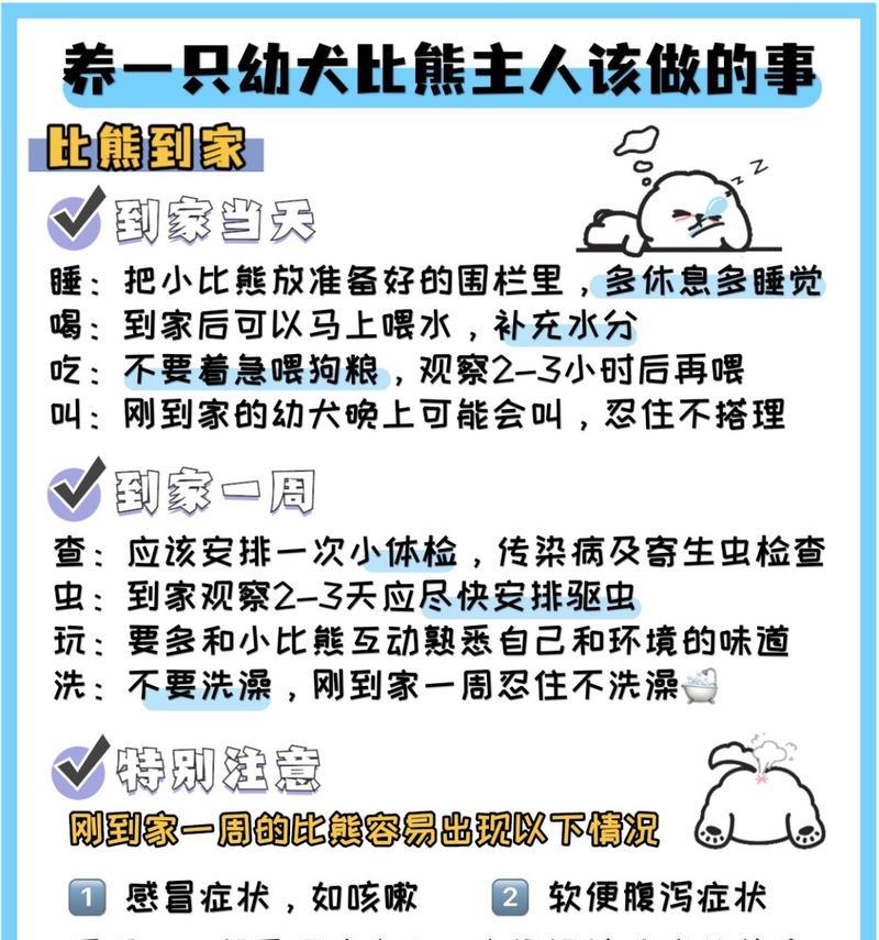 新手养比熊需要注意什么？有哪些必备知识和技巧？