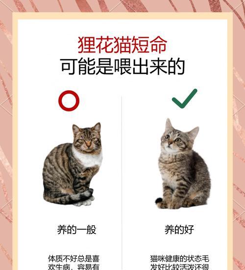 花猫是家畜还是宠物？它们的分类和饲养方式有何不同？