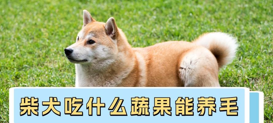 柴犬吐了狗粮后还能继续喂食吗？