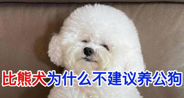 比熊生产后多久会再次发情？有何征兆？