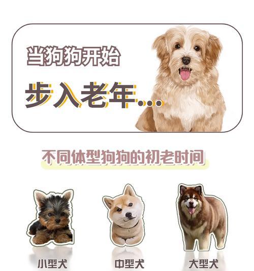 两只中型犬每天应吃多少狗粮？如何计算合适量？