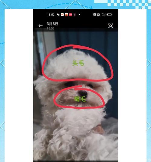 幼犬比熊可以吃鸡肝吗？一岁半时是否适宜？