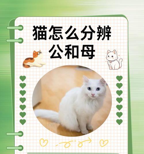 花猫是家畜还是宠物？公猫和母猫有何区别？