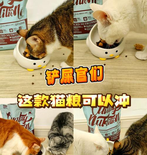 加菲猫吃什么猫粮既实惠又好？如何挑选合适的猫粮？