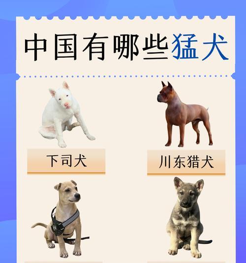 高加索犬战斗力如何？能与哪些犬种抗衡？