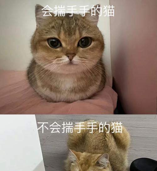 猫在英语中是宠物还是家畜？如何用英语表达猫的地位？