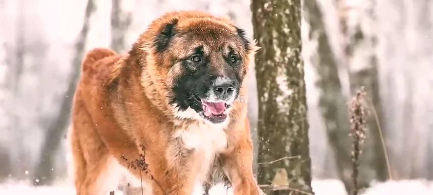 高加索犬训练凶猛有技巧吗？有哪些有效方法？