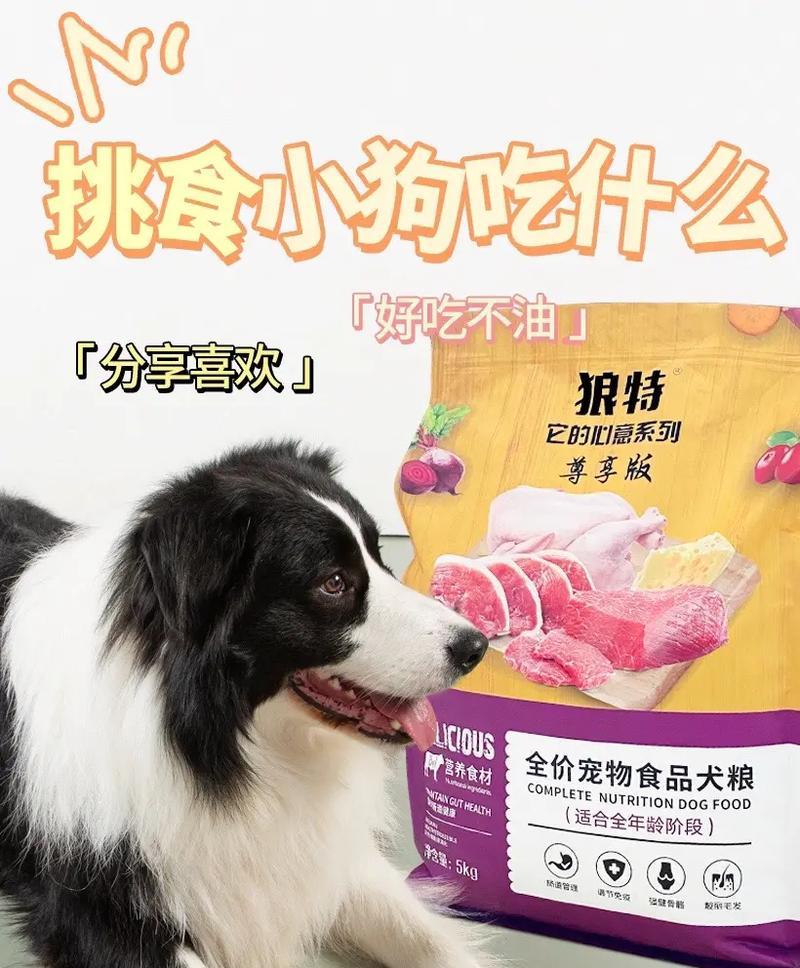 中型犬不吃狗粮时应该吃什么？有替代方案吗？