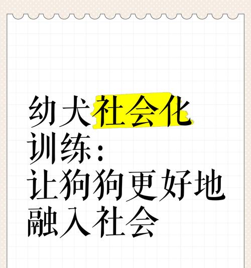 比熊犬何时开始社会化训练最佳？社会化训练对它们有何益处？