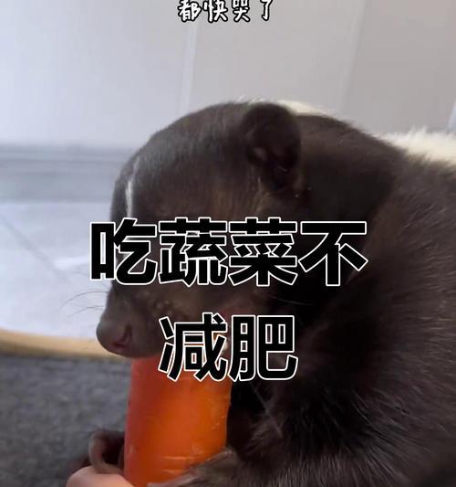 幼猫每天应该吃几次猫粮？吃猫粮的频率如何控制？