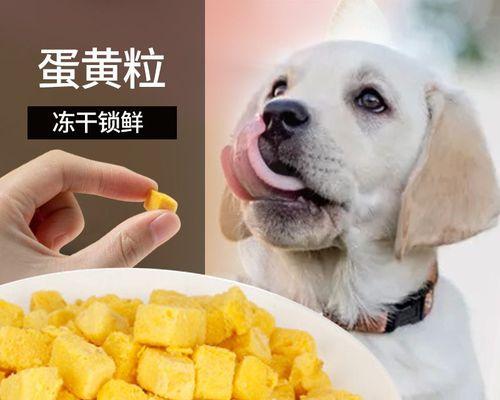 比熊幼崽可以吃鸡蛋黄吗？如何正确喂食鸡蛋黄给比熊幼崽？