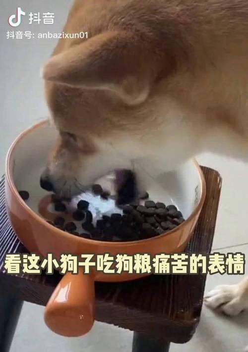 比熊挑食不吃狗粮怎么办？精神状态不佳的原因是什么？