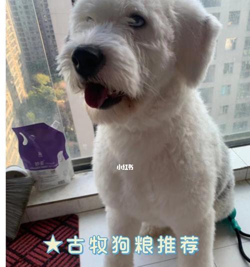 古牧幼犬每天应该吃多少狗粮？如何确定合适的食量？