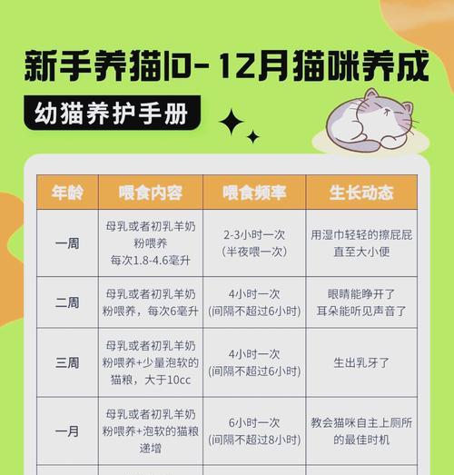 幼猫吃猫粮的间隔时间应该是多久？如何制定喂食计划？