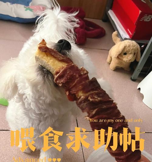 比熊幼犬喂食鹌鹑蛋的好处是什么？