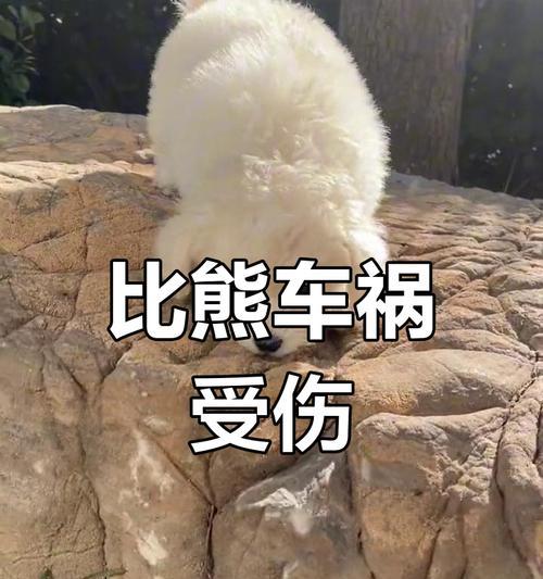 比熊犬吞了鸡骨头没有不良表现会死吗？为什么会发生这种情况？