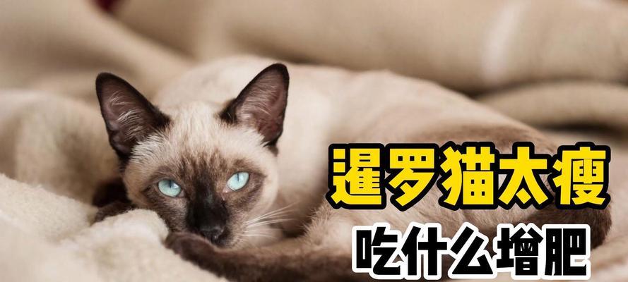 六个月暹罗猫每日猫粮量是多少？如何合理喂食？