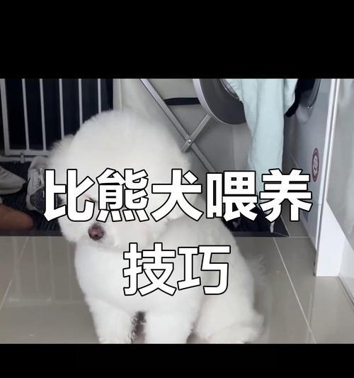 比熊犬能否混合鸡肝与狗粮食用？