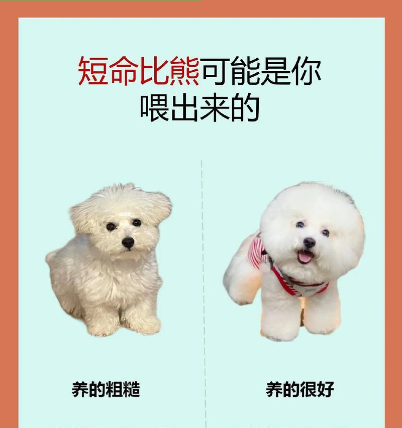 比熊犬可以吃土豆吗？炖土豆对它们有益吗？