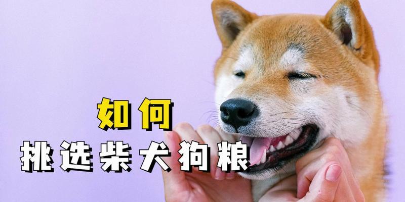 两个月柴犬每日狗粮摄入量是多少？如何合理喂食？