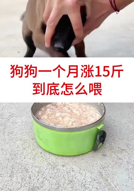 大型犬狗粮一个月需要吃多少斤？如何计算合适的食物量？