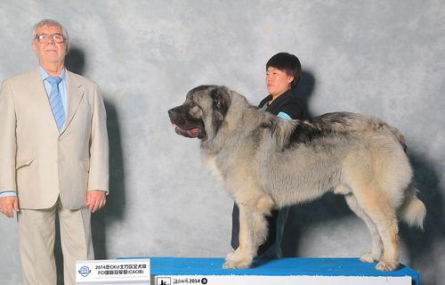 高加索犬一岁成长尺寸如何？