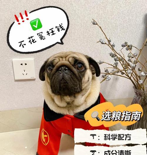 训练狗狗定点吃狗粮的最佳方法是什么？