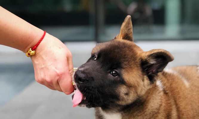 两个月秋田幼犬日常喂食量是多少？