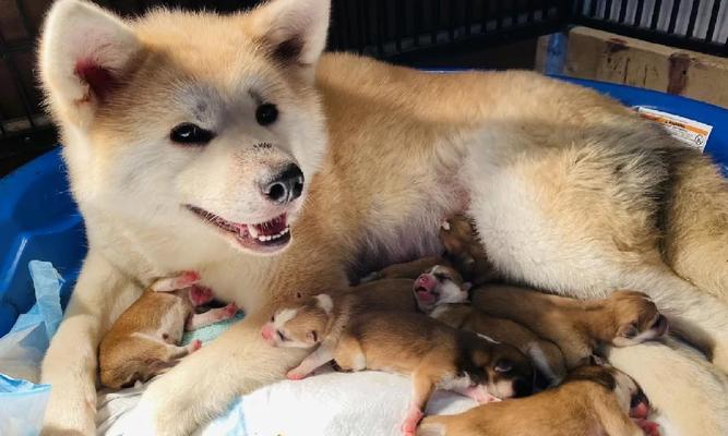 两个月秋田幼犬日常喂食量是多少？