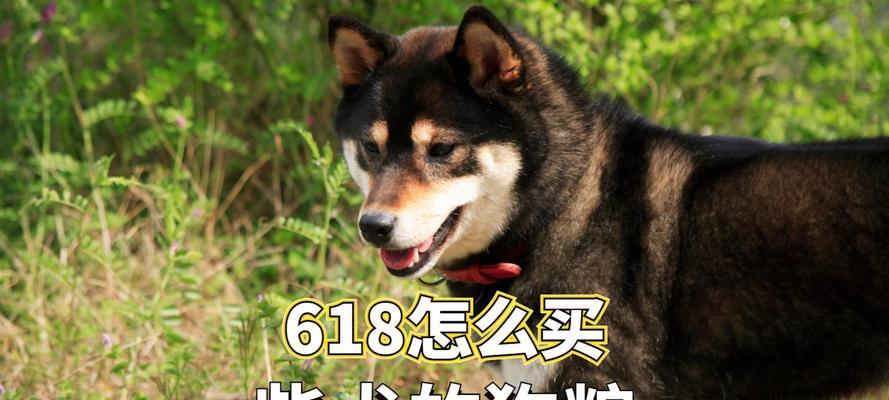 9斤柴犬的理想狗粮量是多少？如何制定喂食计划？