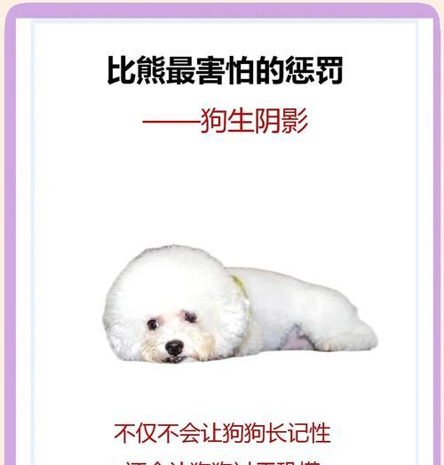 比熊犬拉蛔虫时如何处理？有哪些有效的小妙招？