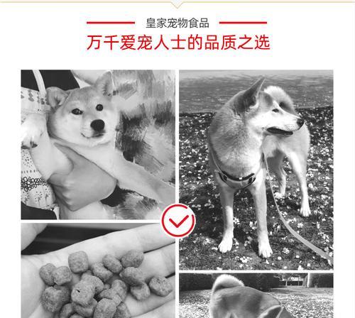 2个半月柴犬适合哪种狗粮？如何挑选合适的狗粮？