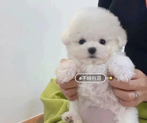 比熊幼犬适合吃热食还是冷食？对健康有何影响？