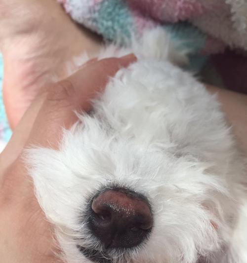 比熊犬能吃猪肉末炖白菜吗？对健康有影响吗？