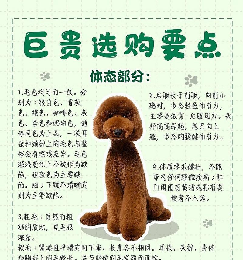 不同体型贵宾犬的价位有差异吗？如何选择适合的贵宾犬？