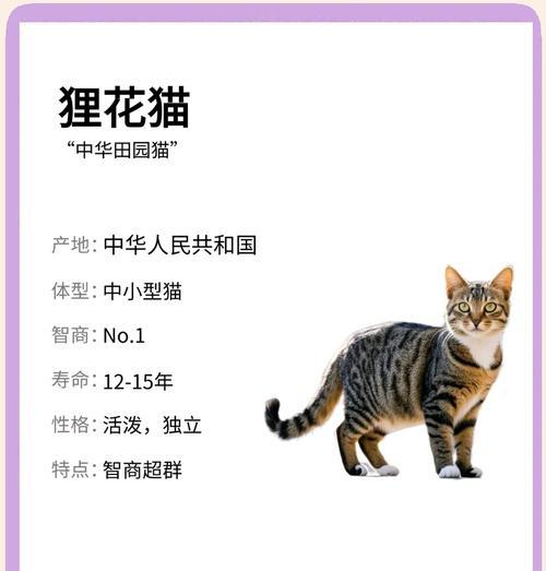 花猫是家畜吗？为什么在某些地区不建议饲养？