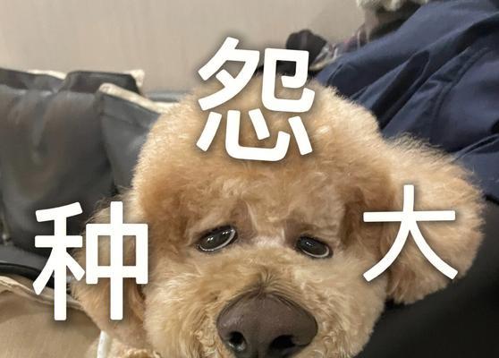 泰迪犬突然不进食并发出哼唧声该如何应对？