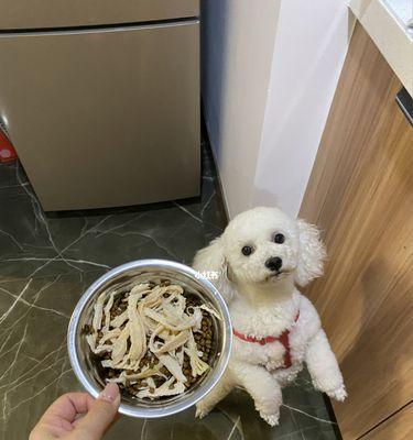 比熊犬吃鸡胸肉后吐血是什么原因？应如何处理？