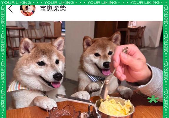 九斤柴犬日常狗粮推荐量？