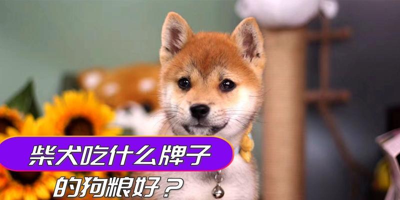 九斤柴犬日常狗粮推荐量？