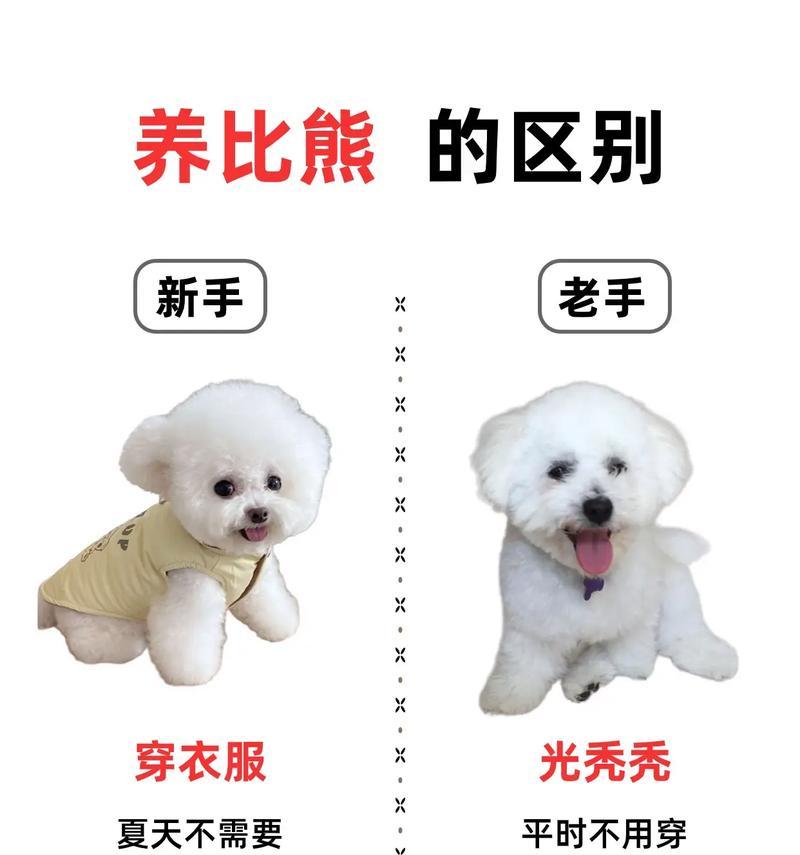 比熊幼犬可以吃鸡肉干吗？鸡肉干对幼犬有何影响？