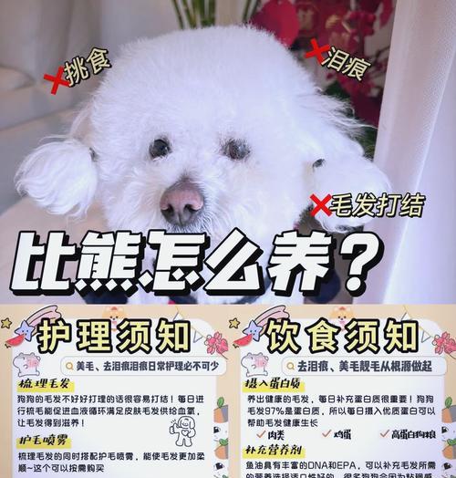 比熊每天换不同狗粮好吗？这样做有什么利弊？