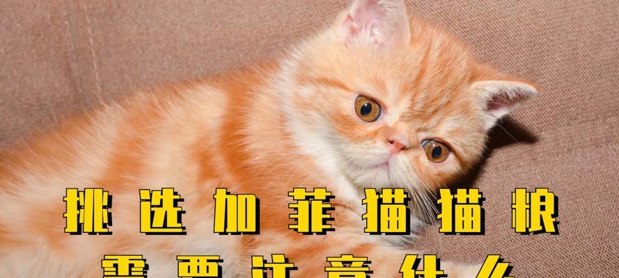 加菲猫喜欢哪种猫粮？哪个牌子的猫粮更美味？