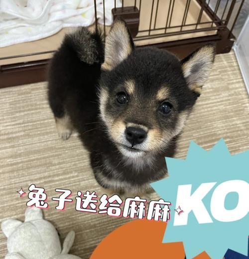 中型犬一顿饭应该喂多少克狗粮？如何确定合适的喂食量？