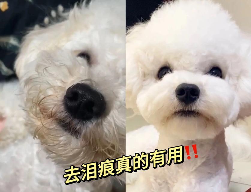 比熊犬能吃青梅吗？吃青梅对狗狗有什么影响？