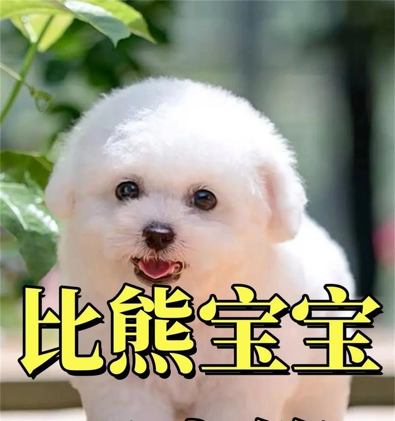 比熊犬能吃青梅吗？吃青梅对狗狗有什么影响？